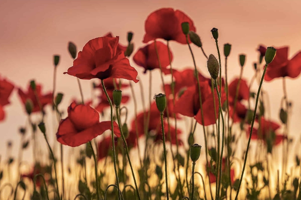 7 ways to commemorate anzac day at home