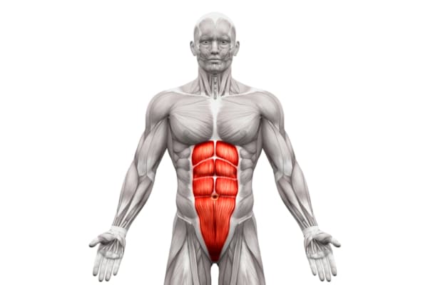 27 Best Oblique Exercises for Men | Man of Many