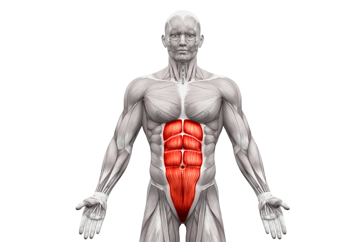 Oblique muscles