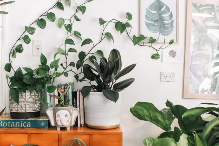 35 Best Indoor Plants Hard to Kill Houseplants Man of Many