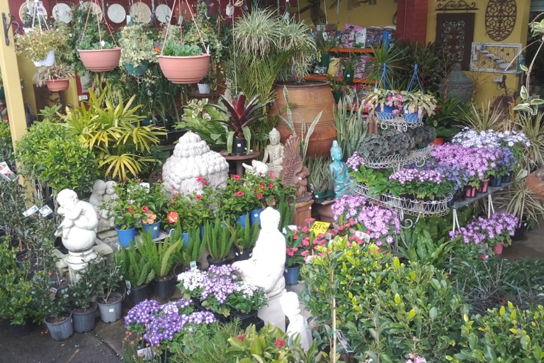 21 Best Sydney Plant Nurseries and Stores Man of Many