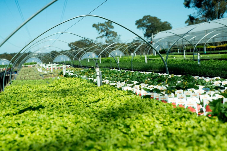 21 Best Sydney Plant Nurseries and Stores Man of Many