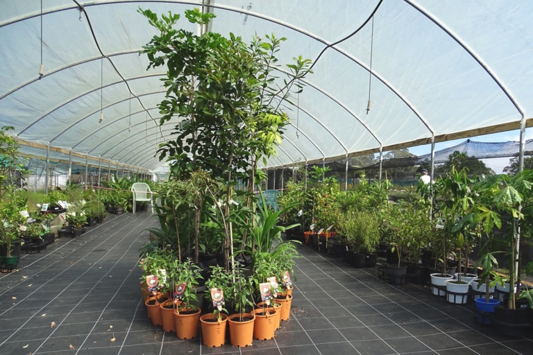 21 Best Sydney Plant Nurseries and Stores Man of Many