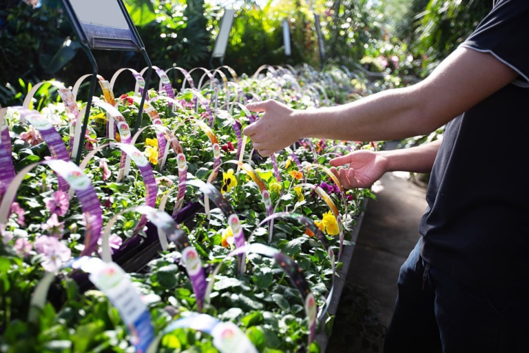 21 Best Sydney Plant Nurseries and Stores Man of Many