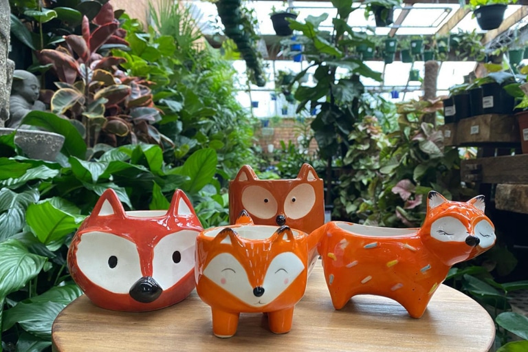 21 Best Sydney Plant Nurseries and Stores Man of Many