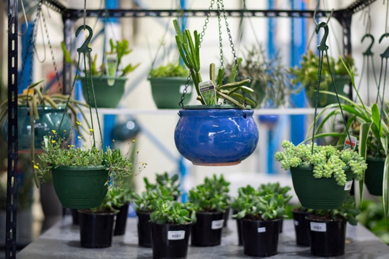 21 Best Sydney Plant Nurseries and Stores Man of Many