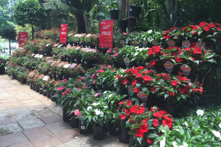 21 Best Sydney Plant Nurseries and Stores Man of Many