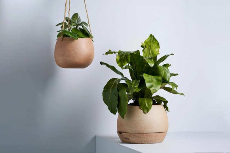 21 Best Sydney Plant Nurseries and Stores Man of Many