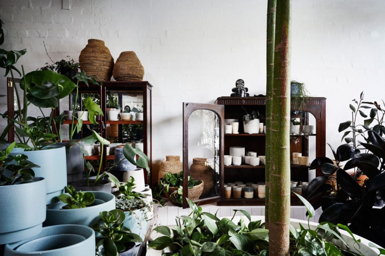 21 Best Sydney Plant Nurseries and Stores Man of Many