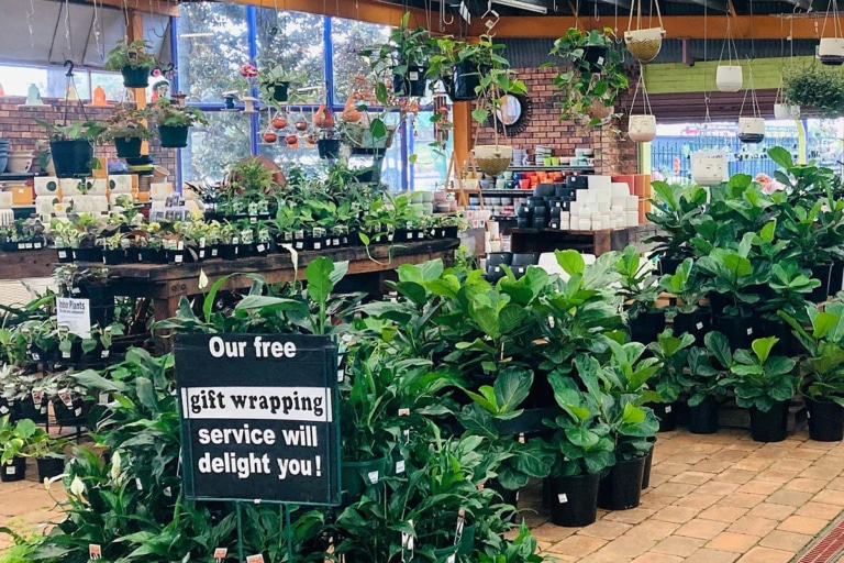 21 Best Sydney Plant Nurseries and Stores Man of Many