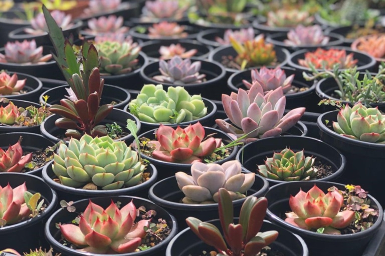 21 Best Sydney Plant Nurseries and Stores Man of Many
