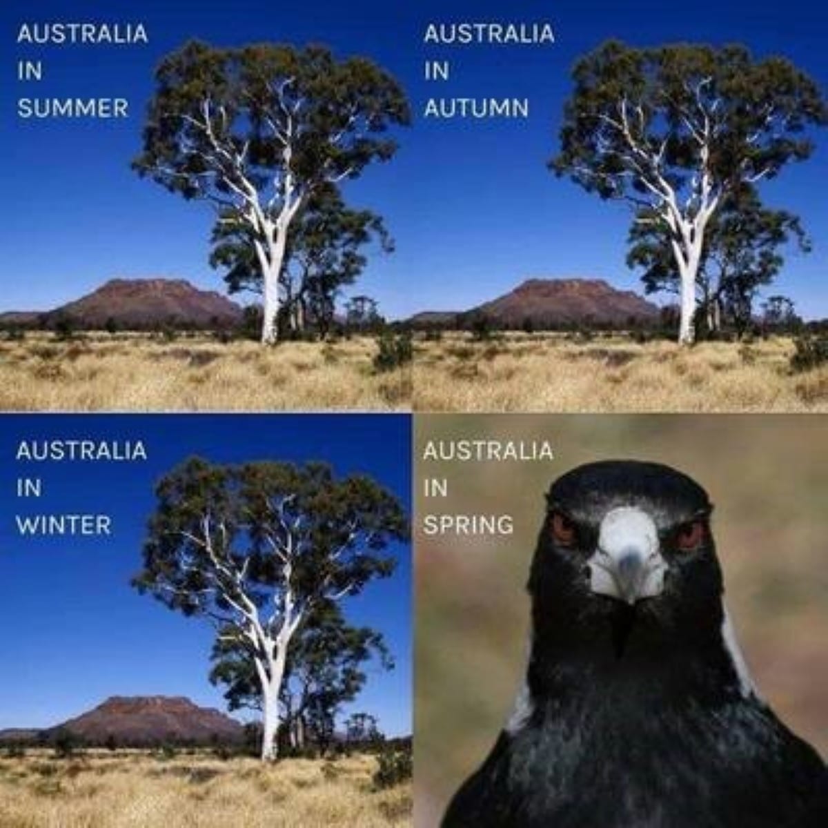 Top 15 Popular Australia Memes Memes Funny Pics Photos - Gambaran