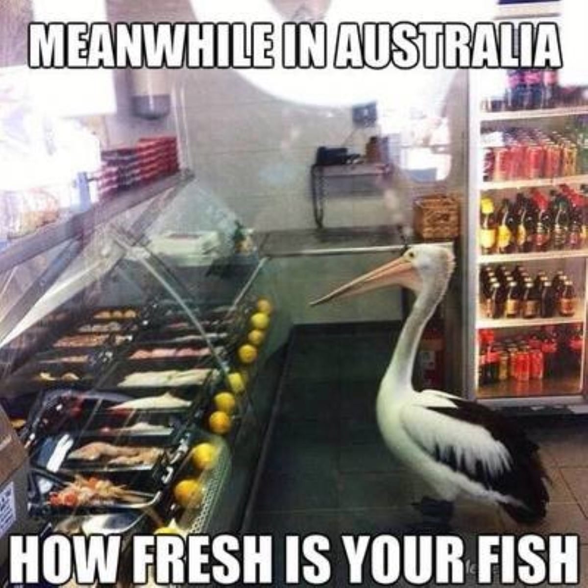 Best australian memes 167 1 1