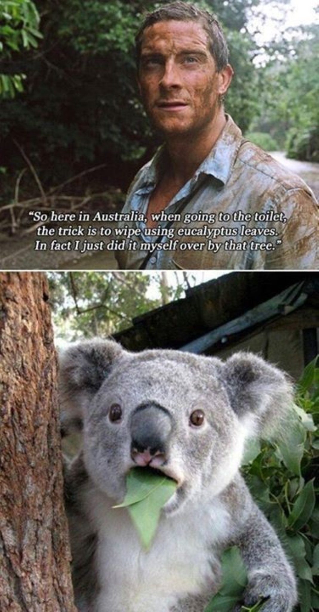 180+ Funny Australia Memes That are True Blue Gems | Man of Many