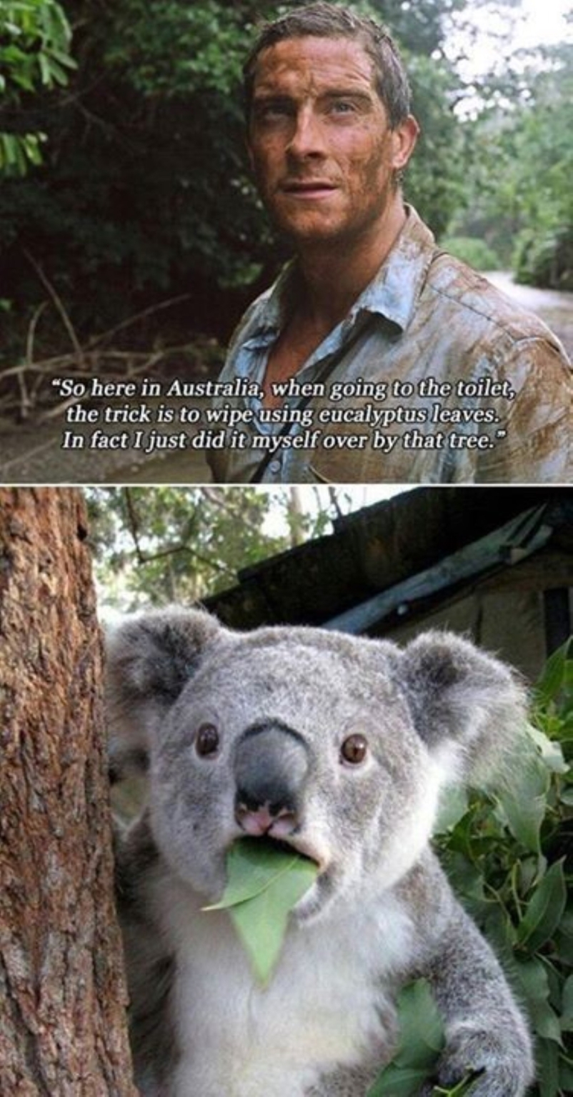 180+ Funny Australia Memes That are True Blue Gems Man of Many