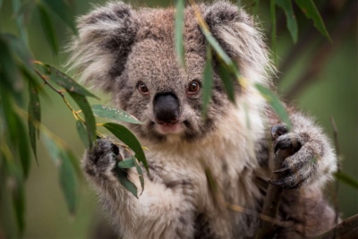 Feel-Good Friday: July 23 – Puppies, Pizzas and Diamond Encrusted Koalas