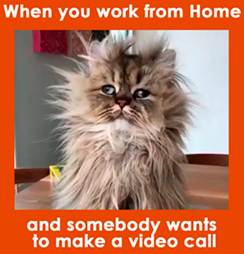 Work from home meme video call