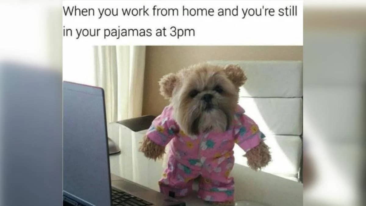 Work from home memes 1
