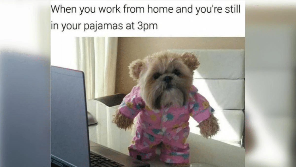 Work from home memes