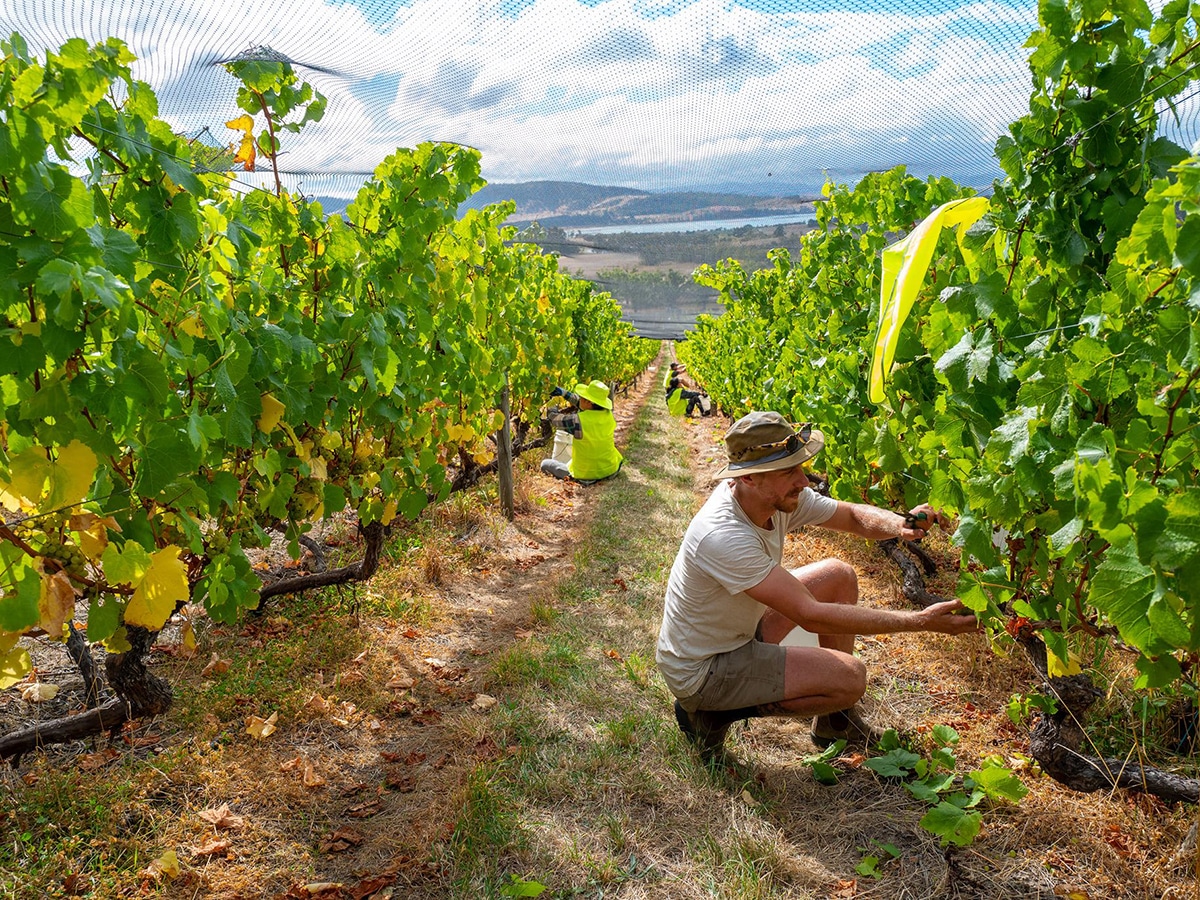 people working in criagow vineyard