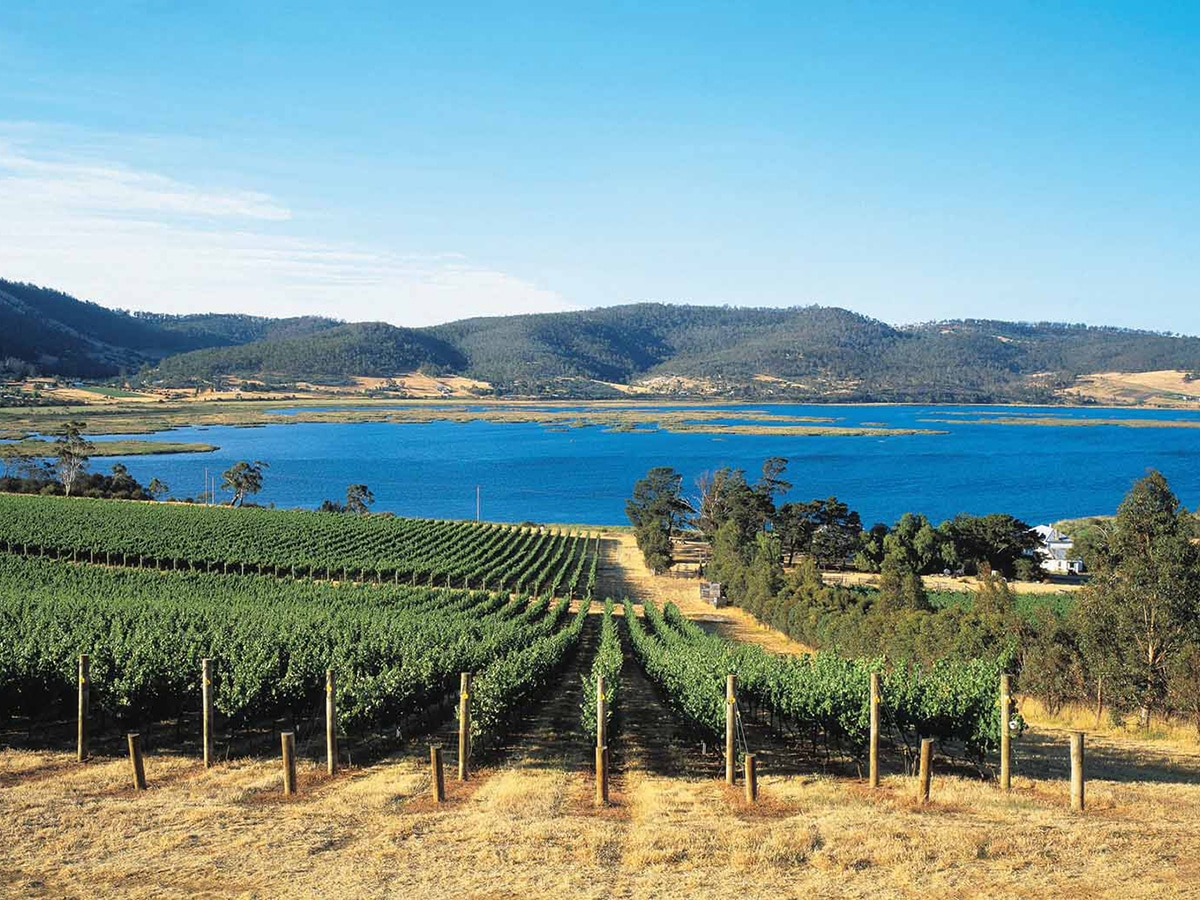 derwent estate vineyard lookout