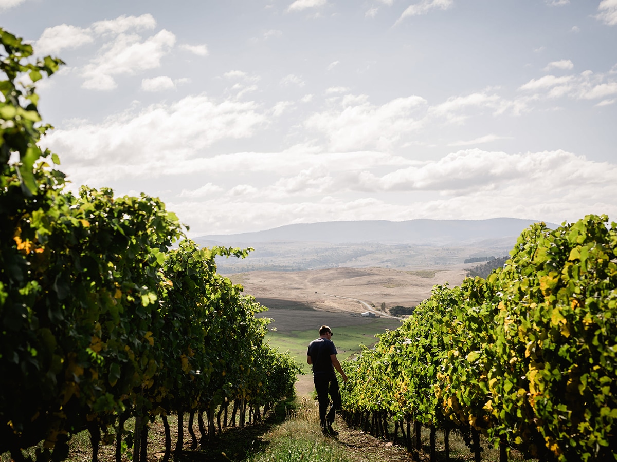 man walking through vines at dixon family winemakers