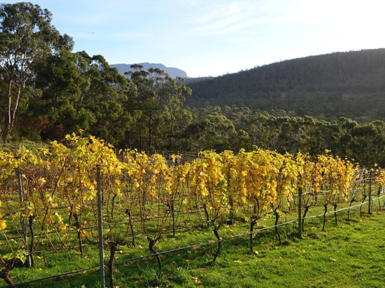11 Best Hobart Wineries and Vineyards Man of Many