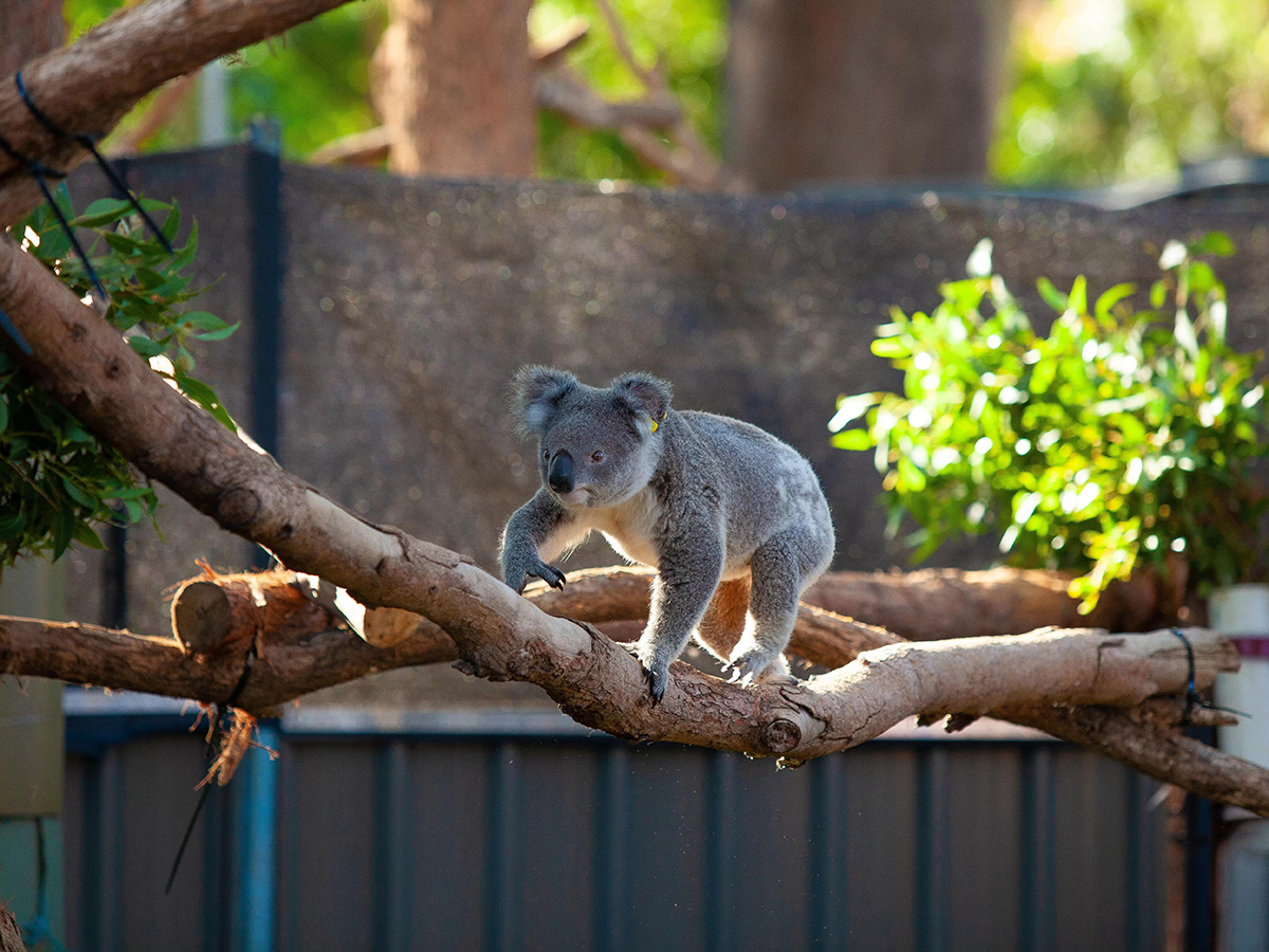 koala walking on a tree