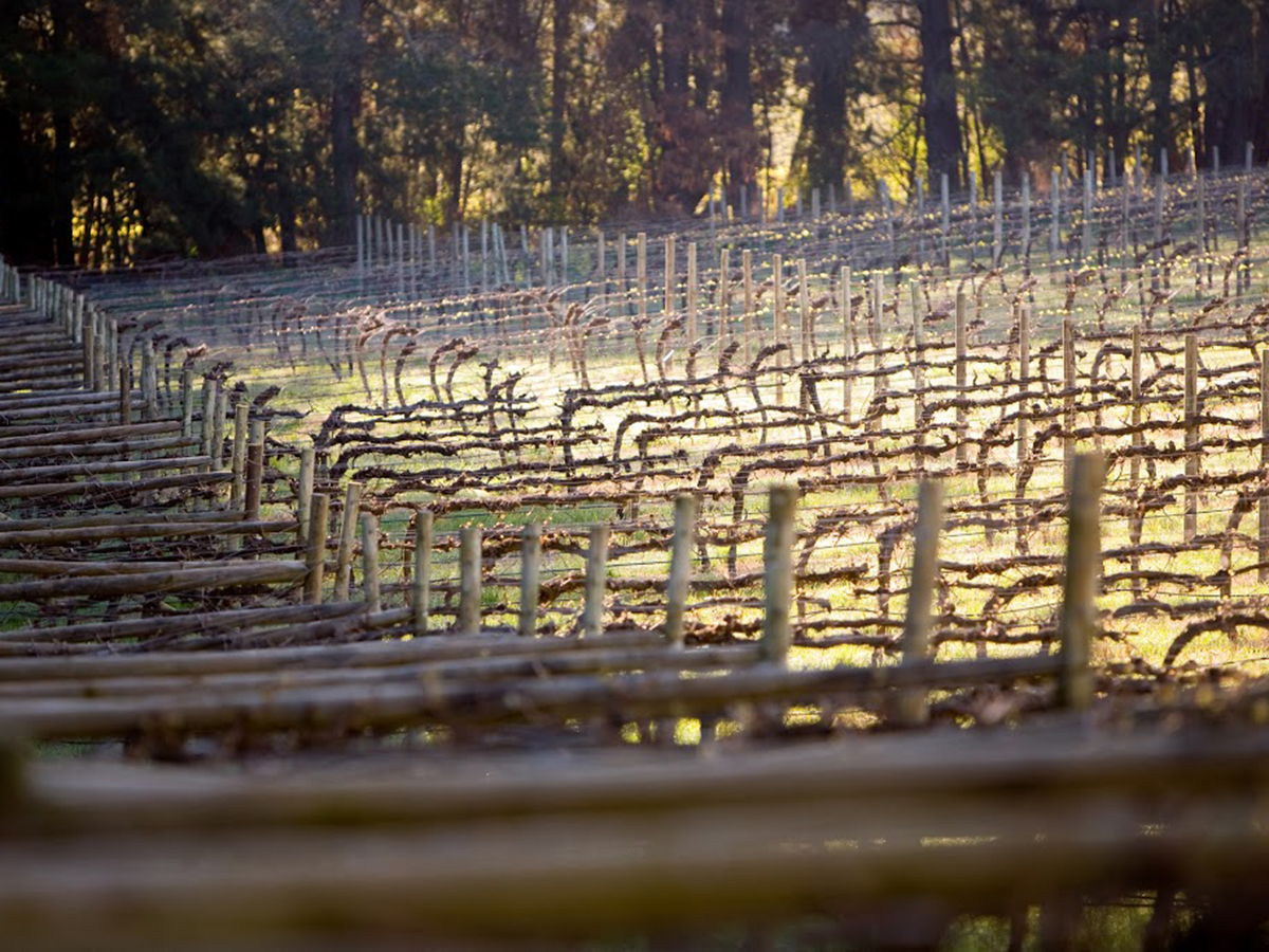 brangayne wines vineyard view