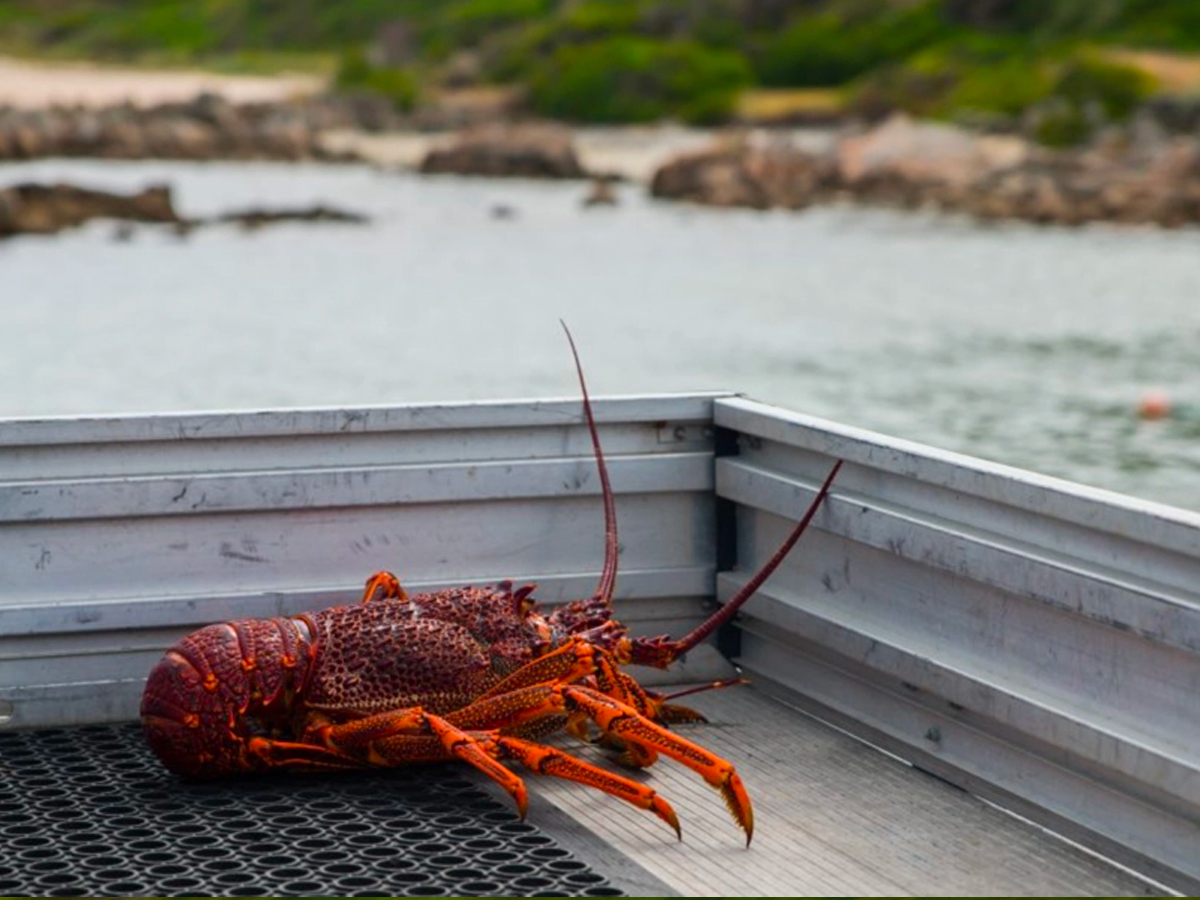 King island tasmania