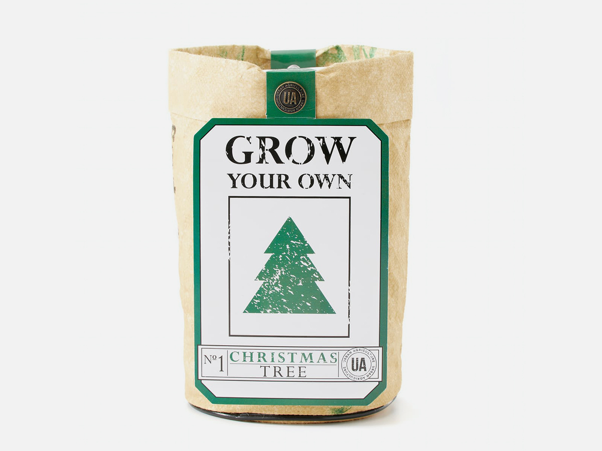 Urban agriculture grow your own christmas tree kit