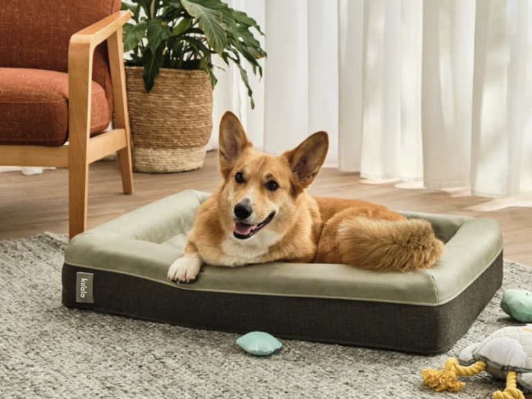 Koala Just Restocked Their Very Limited Furbaby Pet Bed | Man of Many