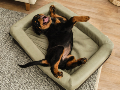 Koala Just Restocked Their Very Limited Furbaby Pet Bed