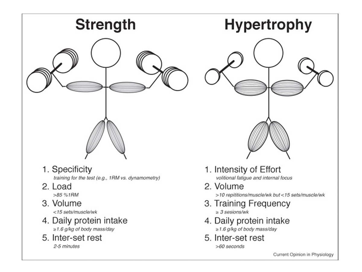 What is Hypertrophy? The Meaning, Training & Workout Guide