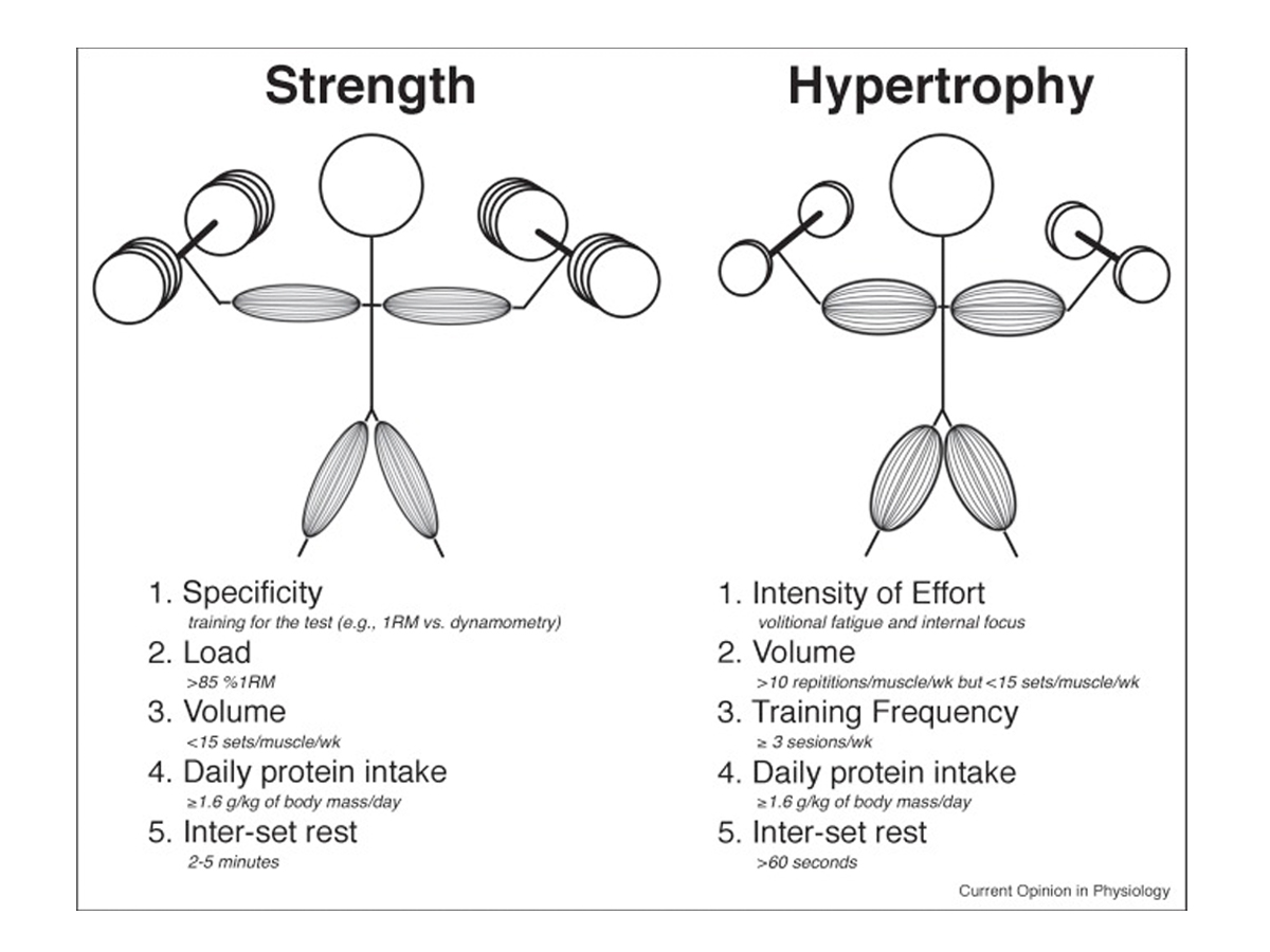 What is Hypertrophy The Workout Hack Trainers Swear By Man of Many