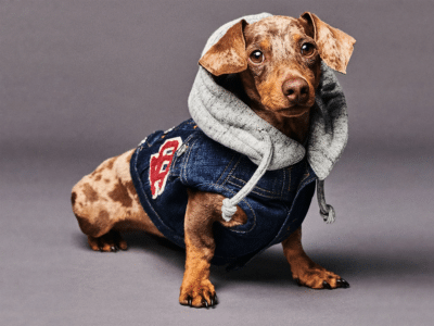 HUGO BOSS is Officially Launching Dogwear | Man of Many