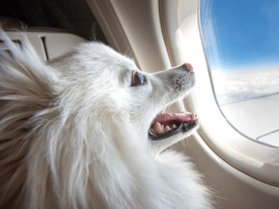 Pets Allowed to Fly on Australian Planes Under New Aviation Laws
