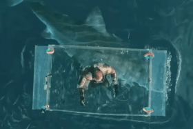 Great white open ocean