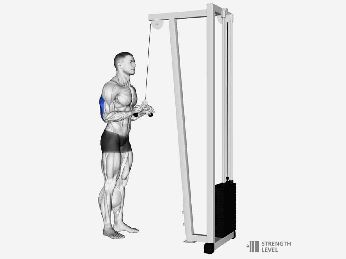 2 cable rope tricep pushdown