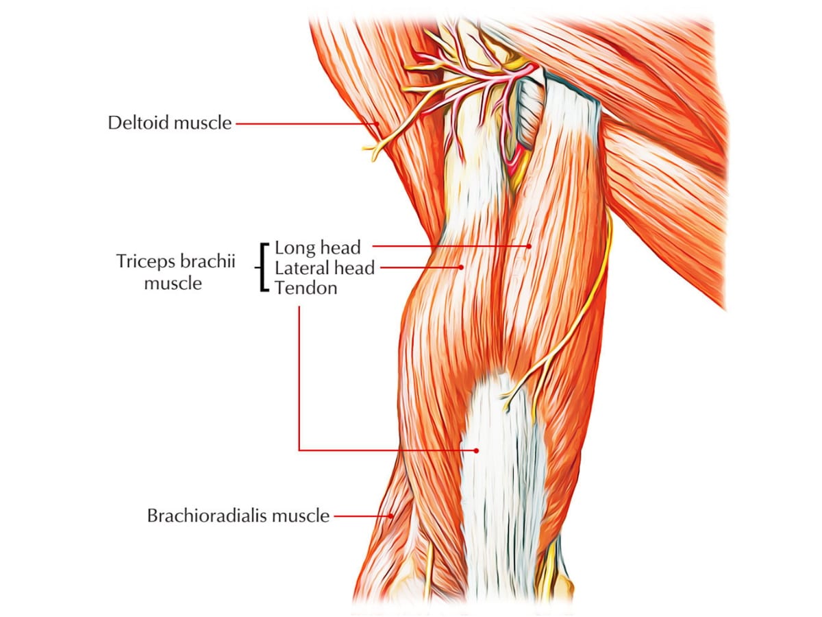 Anatomy of the triceps muscle
