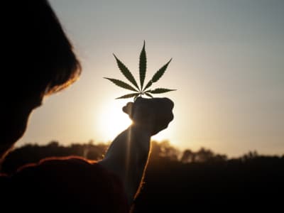 Australia Could Legalise Cannabis This Year, According to New Advice