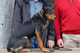 Most expensive working dog