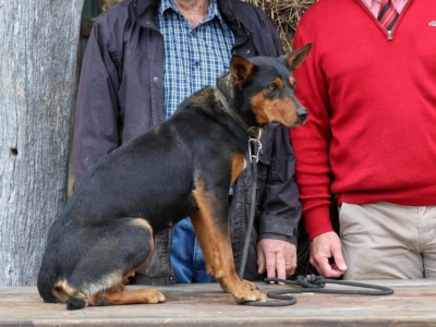 This $49,000 Kelpie Was Just Crowned Australia's Most Expensive Working Dog