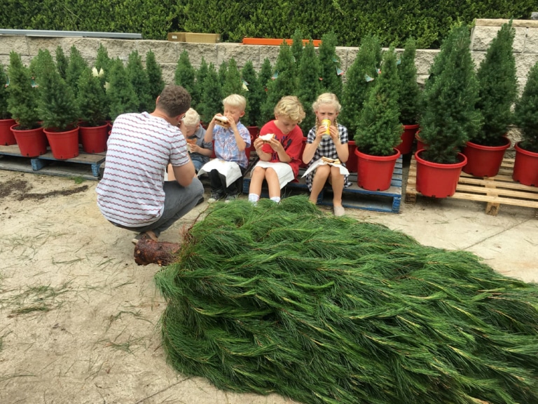 9 Best Christmas Tree Farms in Sydney Man of Many
