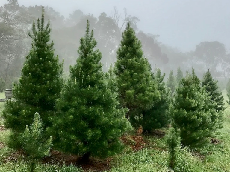 9 Best Christmas Tree Farms in Sydney Man of Many