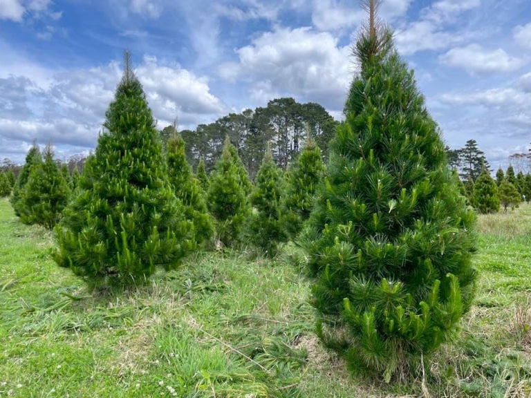 9 Best Christmas Tree Farms in Sydney Man of Many