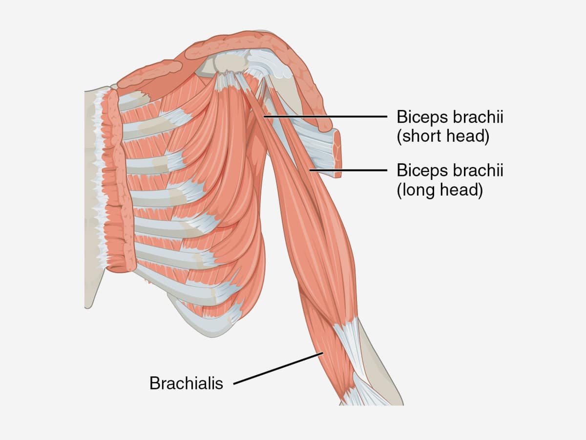 Biceps anatomy | Image: ShareAlike 4.0 International