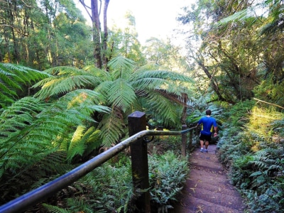 13 Best Walks Near Melbourne for Some Fresh Air