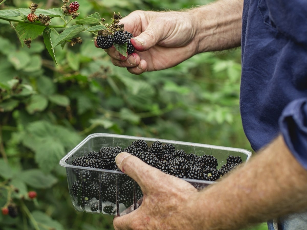 Hand of a man picking blackberries