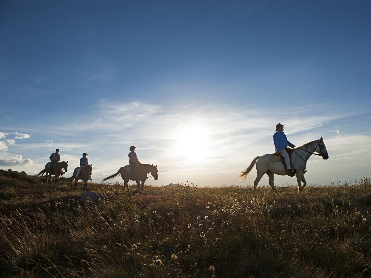 5 Best Places to Go Horse Riding in Melbourne | Man of Many